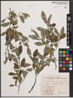 Foto von Salix daphnoides Vill.